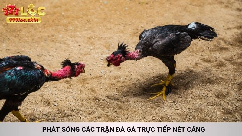 Đá gà C1 777loc - Trực tiếp những trận kinh điển mới nhất 3 Phát sóng các trận đá gà trực tiếp nét căng