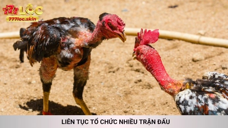 Đá gà C1 777loc - Trực tiếp những trận kinh điển mới nhất 4 Liên tục tổ chức nhiều trận đấu