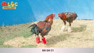 đá gà C1