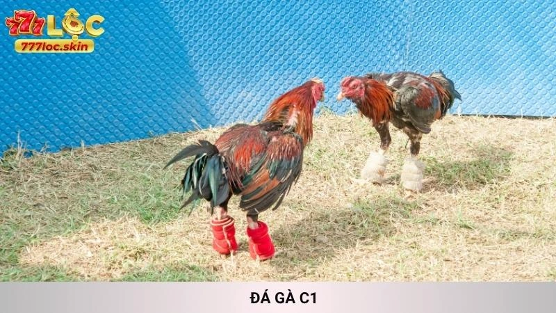 Đá gà C1 777loc - Trực tiếp những trận kinh điển mới nhất 1 đá gà C1