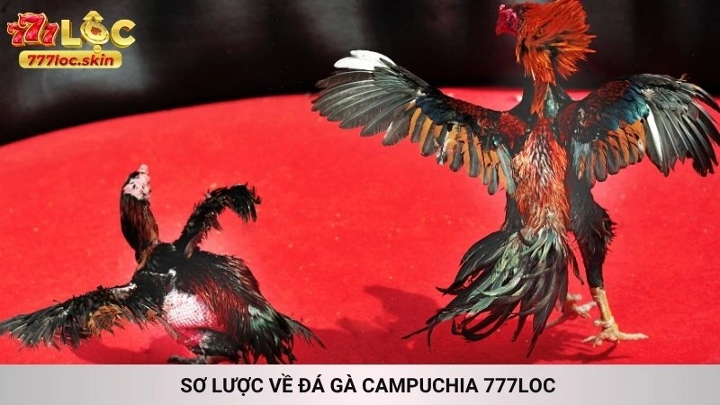 Đá gà Campuchia 777loc - Trường gà uy tín, live HD 2 Sơ lược về Đá gà Campuchia 777loc