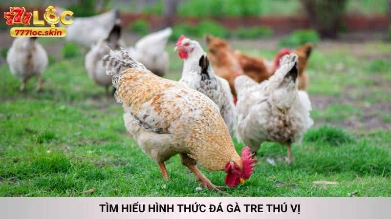 Đá gà Campuchia 777loc - Trường gà uy tín, live HD 4 Tìm hiểu hình thức đá gà tre thú vị