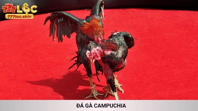 Đá gà Campuchia 777loc - Trường gà uy tín, live HD 1 Đá Gà Campuchia
