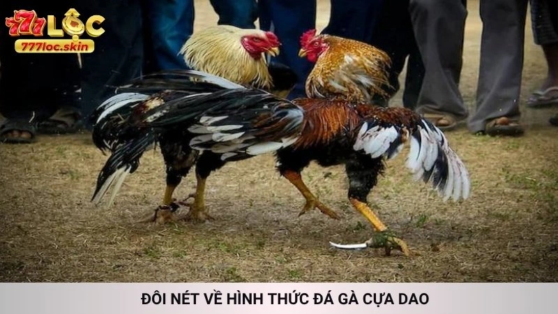Đôi nét về hình thức đá gà cựa dao