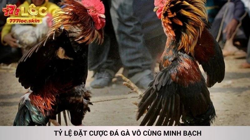 Tỷ lệ đặt cược đá gà vô cùng minh bạch