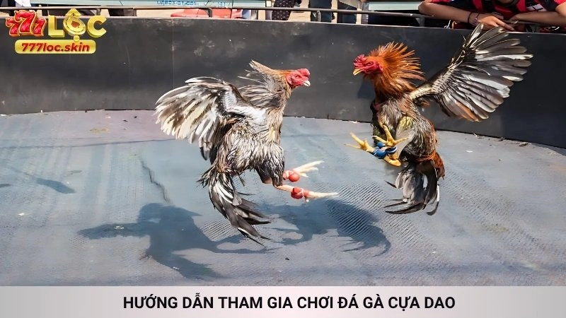 Hướng dẫn tham gia chơi đá gà cựa dao