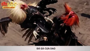 Đá Gà Cựa Dao