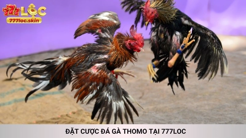 Đá gà Thomo 777loc - Trực tiếp kèo cược hấp dẫn nhất 2 Đặt cược đá gà Thomo tại 777loc