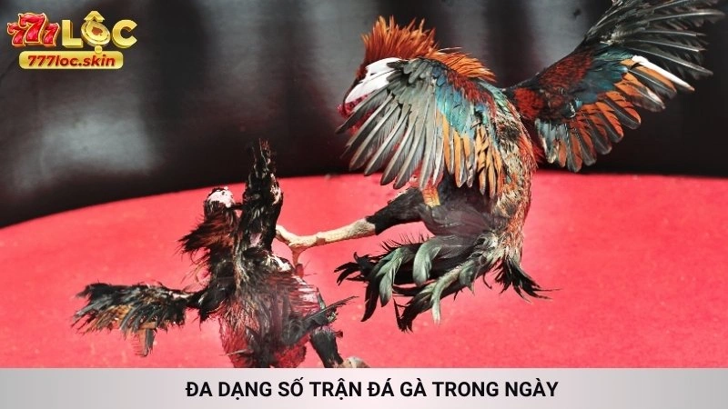 Đá gà Thomo 777loc - Trực tiếp kèo cược hấp dẫn nhất 3 Đa dạng số trận đá gà trong ngày