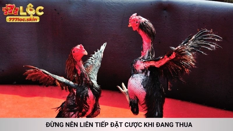 Đá gà Thomo 777loc - Trực tiếp kèo cược hấp dẫn nhất 4 Đừng nên liên tiếp đặt cược khi đang thua