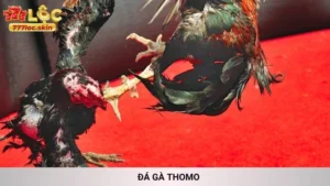 Đá Gà Thomo